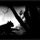 Illustration for article titled The Evil Magic Of Cats, Caught On Film